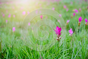 Siam Tulip pink flower blooming in forest mountain at Sai Thong National Park