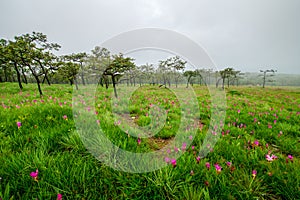 Siam Tulip pink flower blooming in forest mountain at Sai Thong National Park