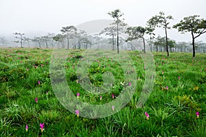 Siam Tulip pink flower blooming in forest mountain at Sai Thong National Park