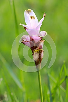 Siam tulip or summer tulip