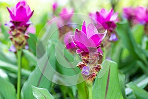 Siam tulip or summer tulip Curcuma alismatifolia in the garden