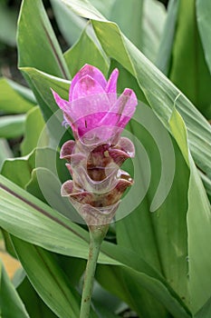 Siam tulip or summer tulip flower.