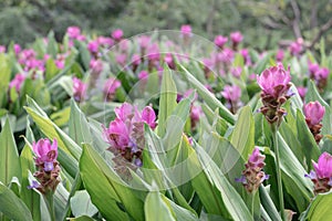 Siam tulip or summer tulip flower.