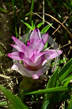 Siam Tulip or Summer Tulip in natural forest field