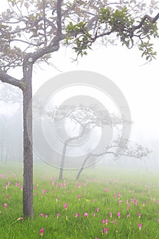 Siam tulips blooming in the jungle at Sai Thong National Park, C