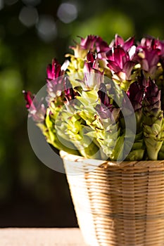 siam tulips blooming in the jungle in Thailand in basket full of fresh