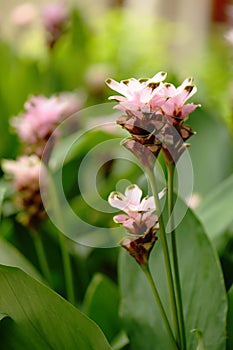 Siam tulips blooming in Natural