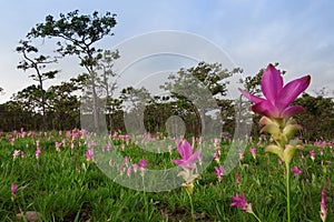 Siam tulips (Curcuma alismatifolia)