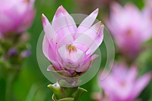 Siam tulips (Curcuma alismatifolia)