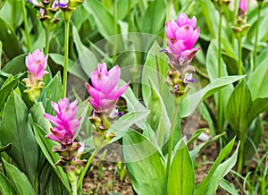 Siam tulips or curcuma flower blossom.