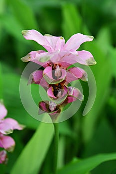 Siam Tulips flower on green background