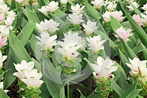 Siam tulips flowers Krachiao or Pathumma blooming in the garden