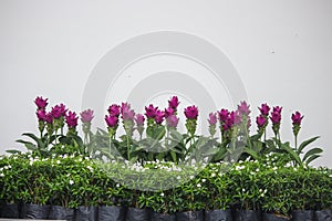 Siam tulips with greeen leaves isolated on white background