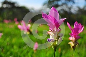 Siam Tulips on green background
