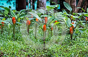 Siam tulipsCurcuma alismatifolia with big bright orange coloured petals at the natural park office area of Namtok Pha Charoen Na