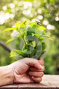 Siam weed , Ageratum houstonianum