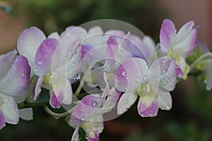 Siam White Purple Orchids