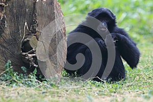 Siamang