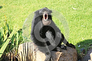 Siamang