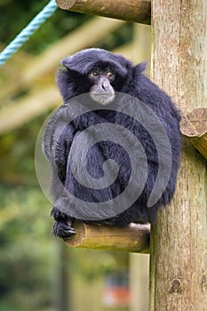 Siamang