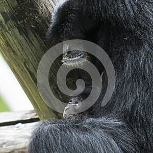 Siamang ape with baby ape