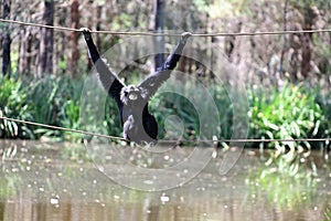 Siamang ape crossing a body of water on a rope