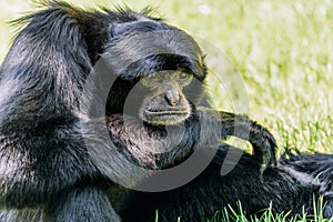 Siamang Black-Furred Gibbon