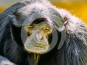 Siamang Black-Furred Gibbon