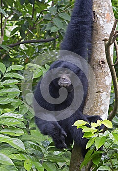 Siamang, black furred Gibbon.