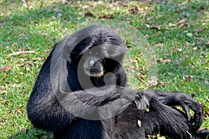 Siamang, black furred gibbon