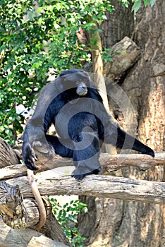 Siamang, black furred gibbon