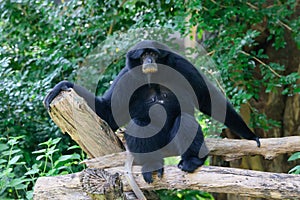 Siamang, black furred gibbon