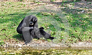 Siamang, black furred gibbon photo