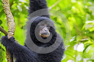 Siamang Gibbon