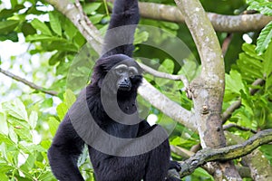 Siamang Gibbon