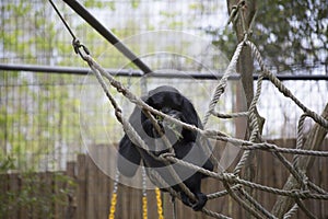 Siamang Gibbon