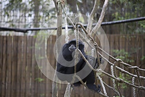 Siamang Gibbon