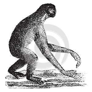 The siamang, gibbon ape of the Miocene period, vintage engraving