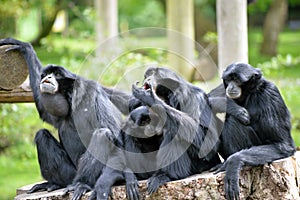 Siamang Gibbon family relaxing on tree stump