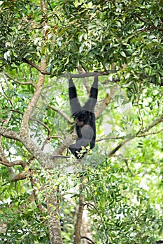 Siamang gibbon in the forest