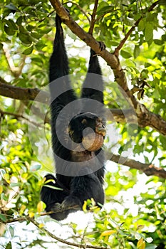 Siamang gibbon in the forest