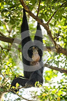 Siamang gibbon in the forest