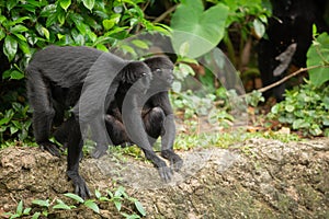 Siamang gibbon in the forest