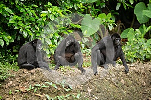 Siamang gibbon in the forest