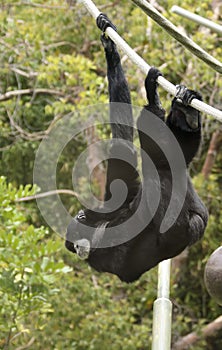 A Siamang Gibbon Hangs from a Rope