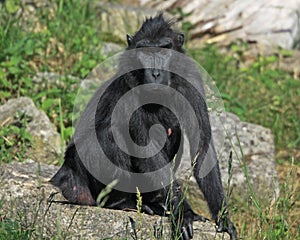 Siamang gibbon at Marwell Zoo