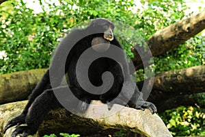 Siamang Gibbon Monkey