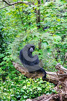 Siamang Gibbon monkey