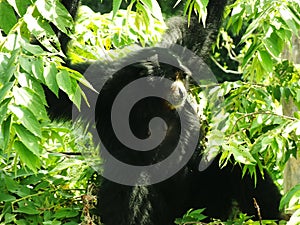 Siamang Gibbon on natural habitat.