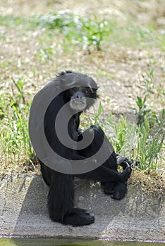 Siamang gibbon near pond